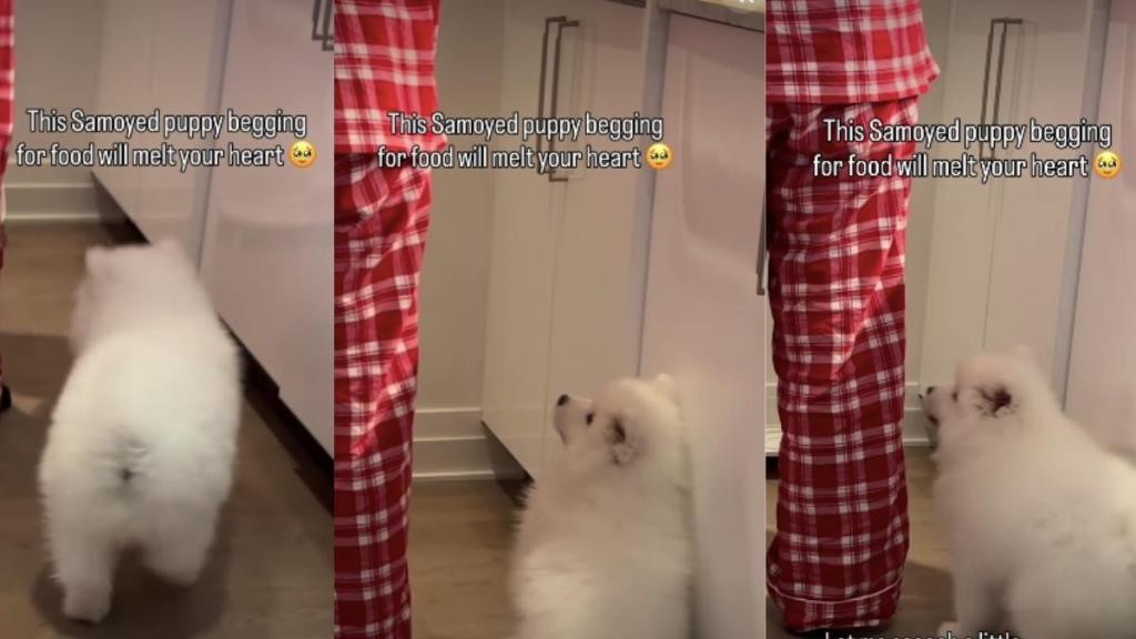 Samoyed Puppy Can Barely Wait for Meal Time in Adorable Video