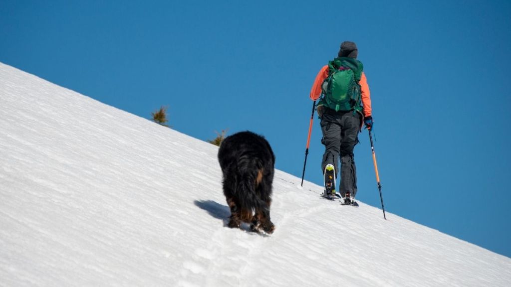 Video Captures Skier & Her Dog Brave an Avalanche