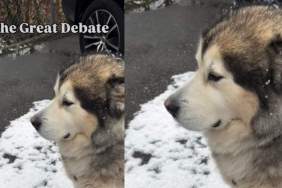 Video: Dog Doesn't Let Snow Stop Him From Supervising His Dad