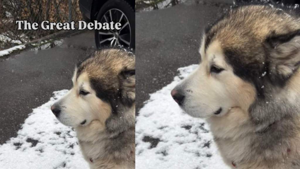 Video: Dog Doesn't Let Snow Stop Him From Supervising His Dad