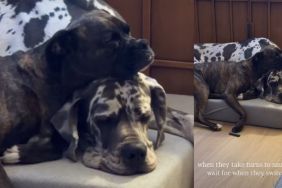 Big Dog & Furry Sibling Take Turns to Snuggle in Adorable Video