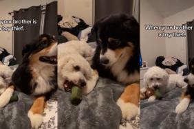 Dog Openly Steals Furry Sister's Toys in Cute Video