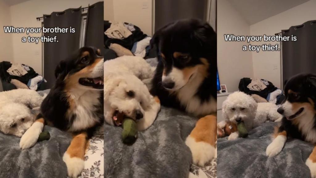 Dog Openly Steals Furry Sister's Toys in Cute Video