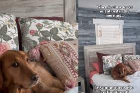 Video: Golden Retriever Reacts When Mom Does This to Get Her Out of Bed