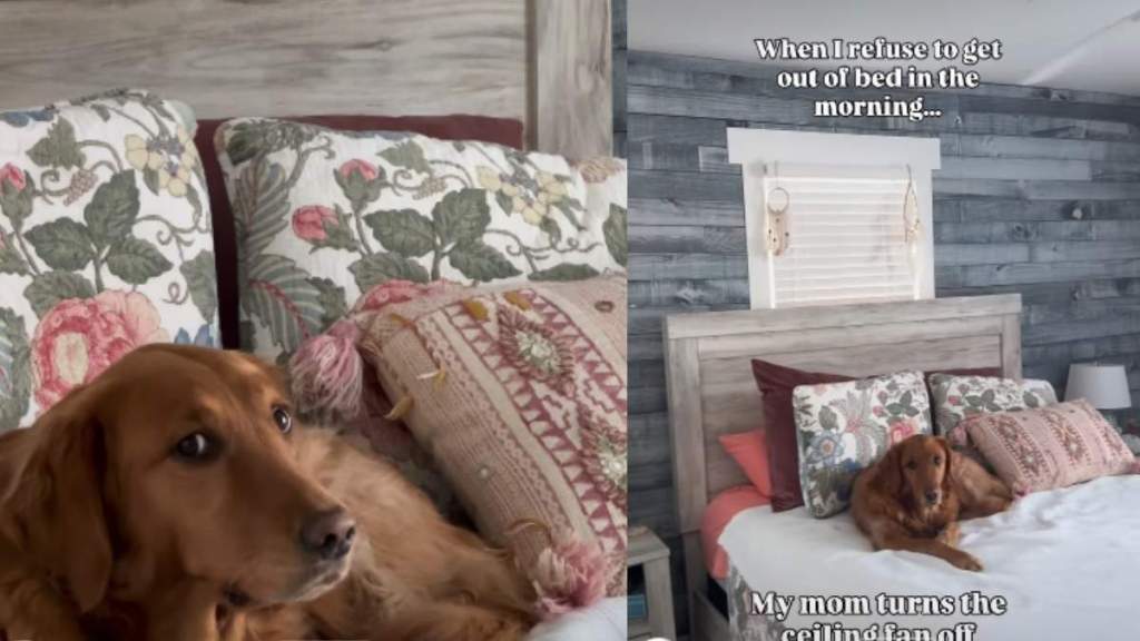 Video: Golden Retriever Reacts When Mom Does This to Get Her Out of Bed