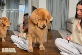 Video: Golden Retriever's Tic-Tac-Toe Skills Have the Internet Floored