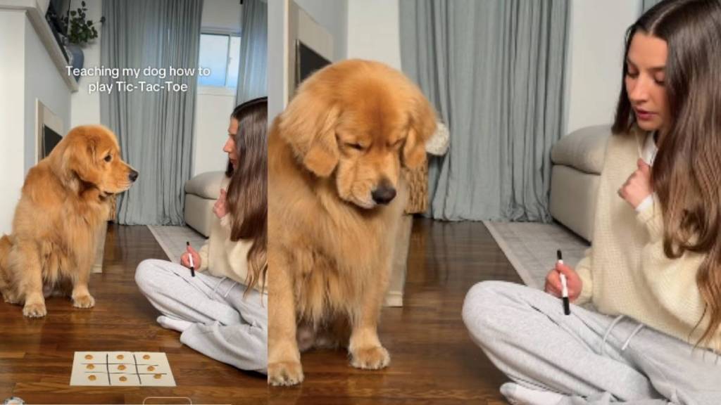 Video: Golden Retriever's Tic-Tac-Toe Skills Have the Internet Floored