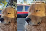 Video: Golden Retriever Falls Asleep on Ride Home from Beach