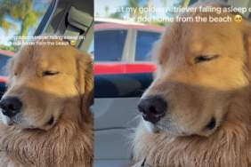 Video: Golden Retriever Falls Asleep on Ride Home from Beach