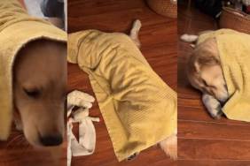 Video: Golden Retriever Knows How to Dry Himself After a Bath