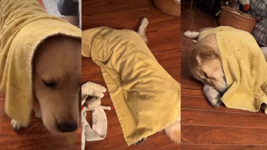 Video: Golden Retriever Knows How to Dry Himself After a Bath