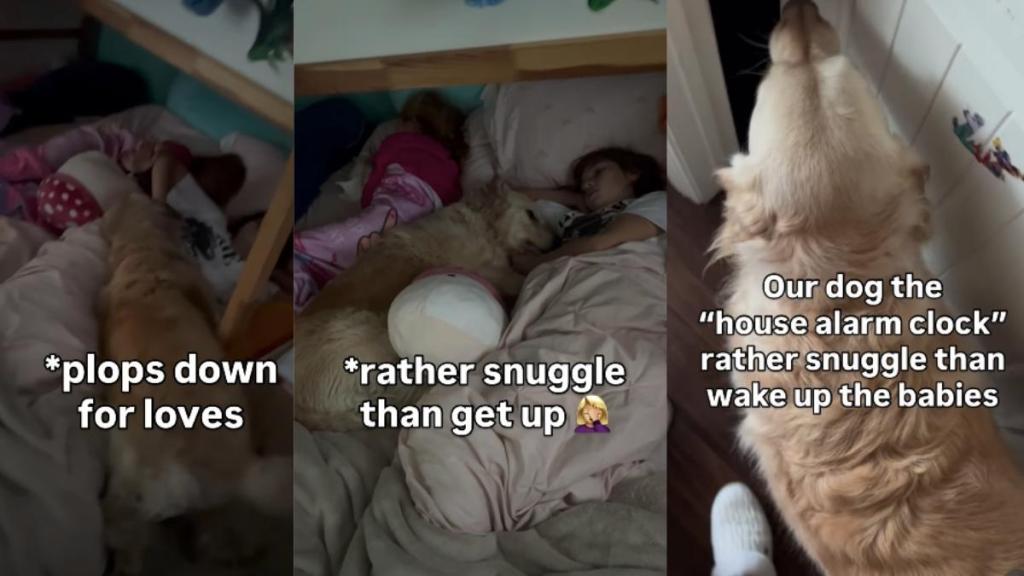 Golden Retriever Tries to Wake the Kids — Ends Up Snuggling Instead