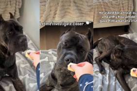 Video: Dog Reacts When He Got a Banana Instead of Treats