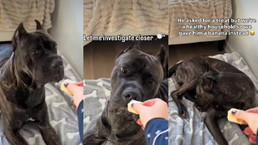 Video: Dog Reacts When He Got a Banana Instead of Treats