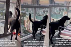 Video: Labrador Wakes up From Nap To Meet ‘Girlfriend’ for Balcony Date