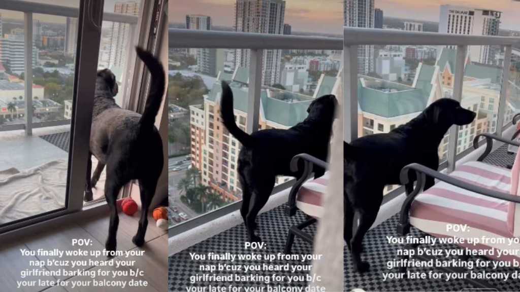 Video: Labrador Wakes up From Nap To Meet ‘Girlfriend’ for Balcony Date
