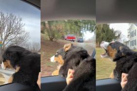 Video: Dog 'Discovers' Wind & Then This Happens