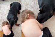 Video: Doberman Playing With a Kid Melts Hearts Online