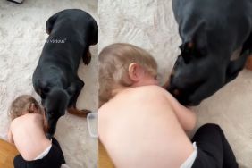 Video: Doberman Playing With a Kid Melts Hearts Online