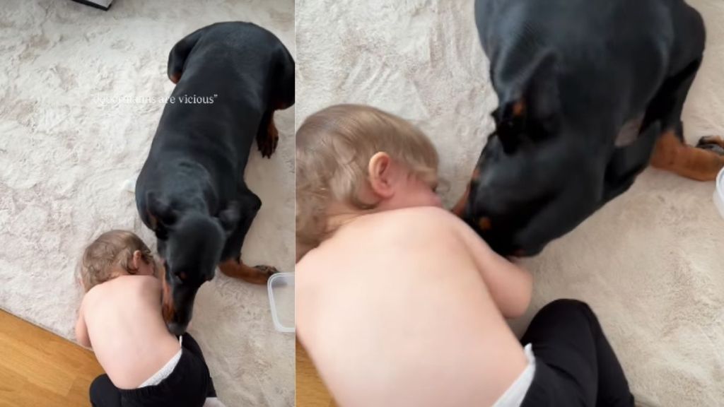 Video: Doberman Playing With a Kid Melts Hearts Online