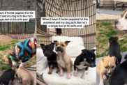 Video: Dog Turns Into 'Single Dad' With New Foster Puppies Around
