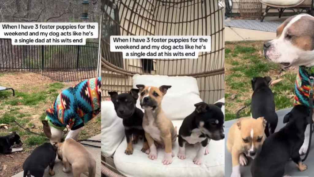 Video: Dog Turns Into 'Single Dad' With New Foster Puppies Around