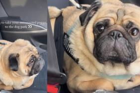 Video: ‘Introvert’ Pug Takes Lot of Convincing To Go to Dog Park