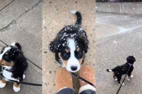 Bernese Mountain Dog Puppy Tasting Her First Snow Will Make Your Day