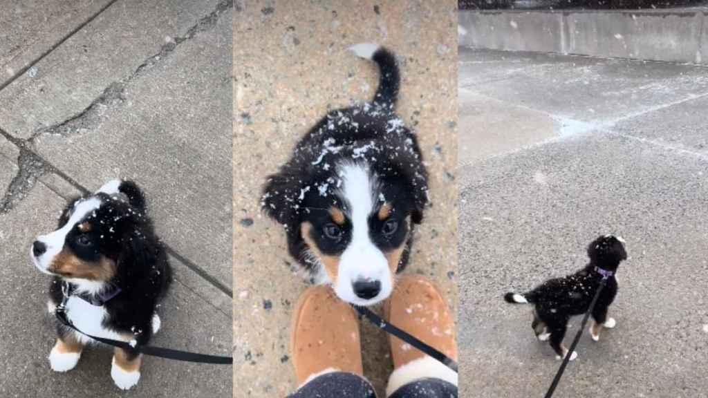 Bernese Mountain Dog Puppy Tasting Her First Snow Will Make Your Day