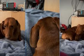 Video: Dachshund's Little Grumbles Sound Just Like a Seal
