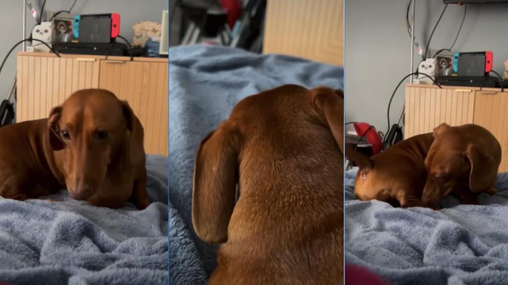 Video: Dachshund's Little Grumbles Sound Just Like a Seal