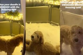 Video: Nothing Can Stop This Dog’s Obsession With the Freezing Cold