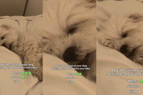 Video: Dog Makes Three Kinds of Sounds When It's Time for Bed