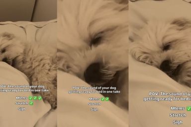 Video: Dog Makes Three Kinds of Sounds When It's Time for Bed