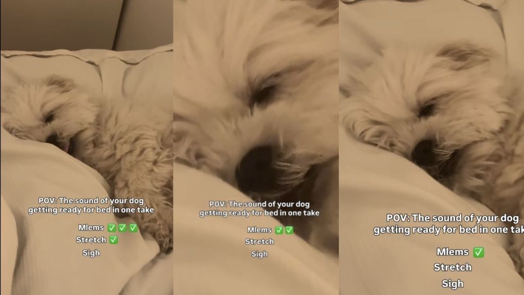 Video: Dog Makes Three Kinds of Sounds When It's Time for Bed