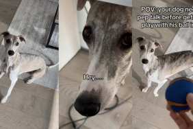 Video: Dog Gets a Pep Talk About Losing the Ball — Then Does This Repeatedly