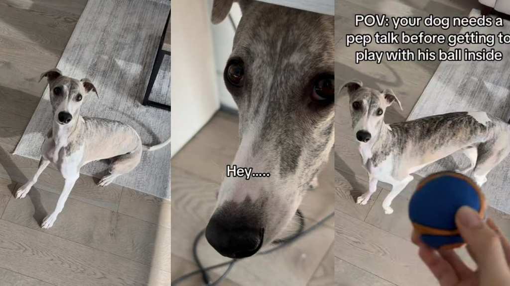 Video: Dog Gets a Pep Talk About Losing the Ball — Then Does This Repeatedly