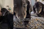 Senior Dog Crawling Toward Owner for Snuggles Is the Best Video You'll Watch Today