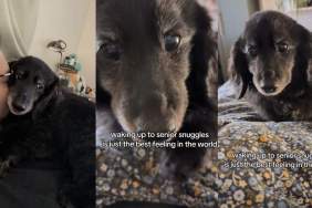 Senior Dog Crawling Toward Owner for Snuggles Is the Best Video You'll Watch Today