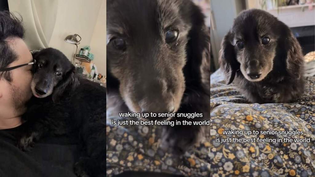 Senior Dog Crawling Toward Owner for Snuggles Is the Best Video You'll Watch Today