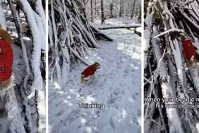 Video: Beagle Makes His Own Decisions & the Results Are Hilarious