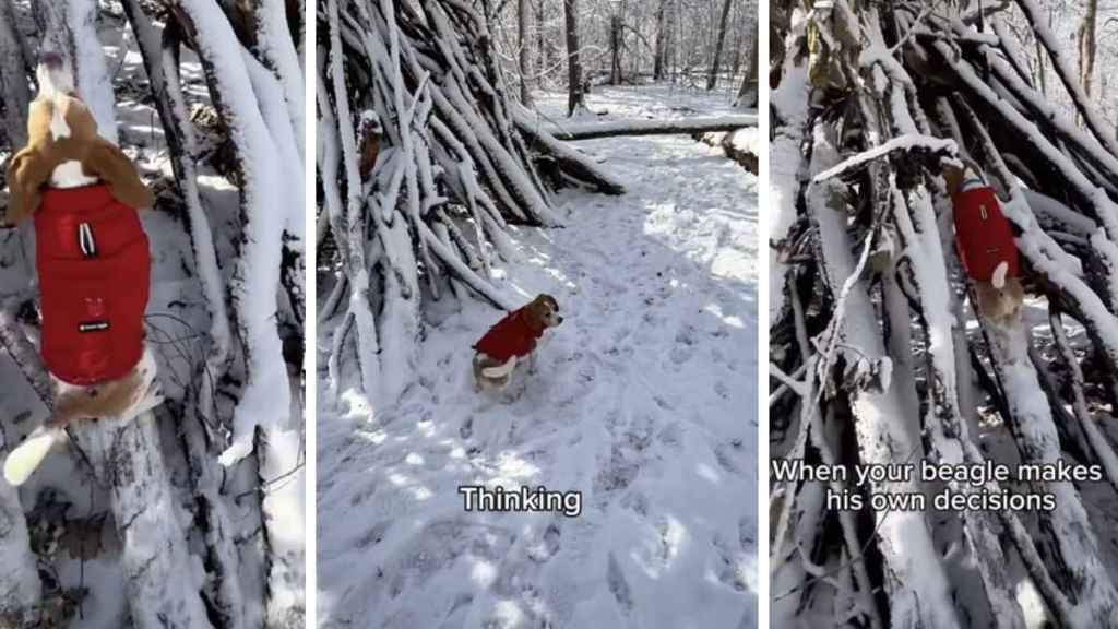 Video: Beagle Makes His Own Decisions & the Results Are Hilarious