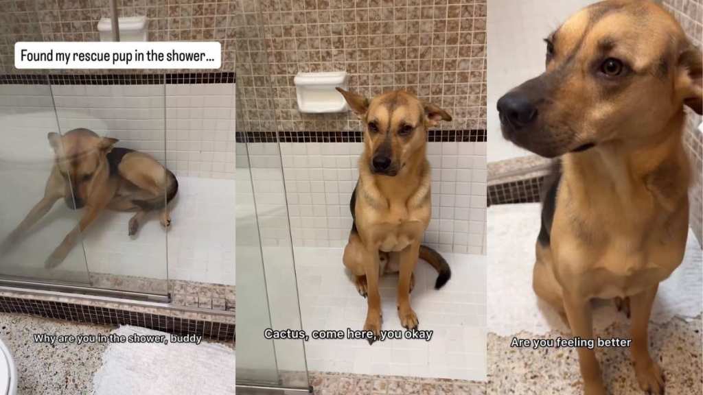 Video: Owner's Search for Rescue Pup Ends in an Unexpected Part of the House