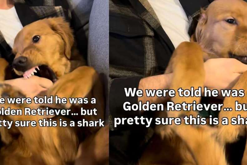 Video: Golden Retriever Has Owner Convinced He Is a 'Shark'
