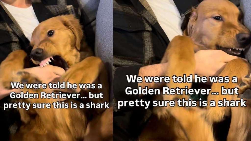 Video: Golden Retriever Has Owner Convinced He Is a 'Shark'