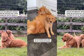Video: Golden Retriever Sisters’ Way of Comforting Each Other Never Changes