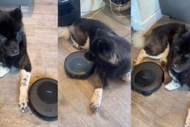 Video: Dog Is So Unbothered by Robot Vacuum It’s Hilarious