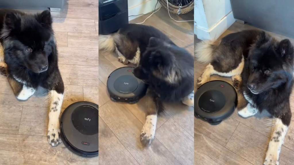 Video: Dog Is So Unbothered by Robot Vacuum It’s Hilarious