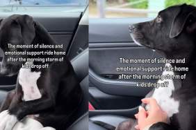 Video: Dog Takes a Moment to Process the Silence After School Drop-Off