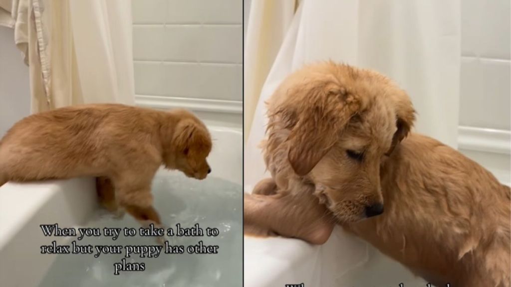 Video: Golden Retriever Puppy Makes Plans of Her Own When Owner Hits the Tub